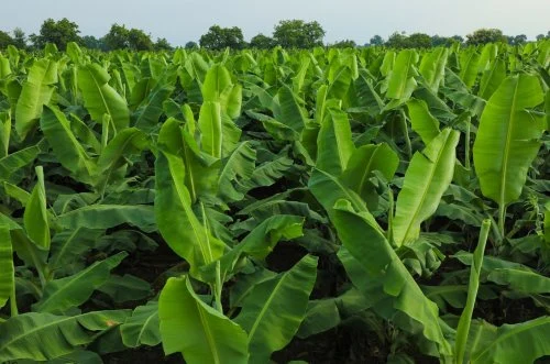 Agricultural Consulting, PalmMoz Banana Farm, Maputo Province, Moçambique.