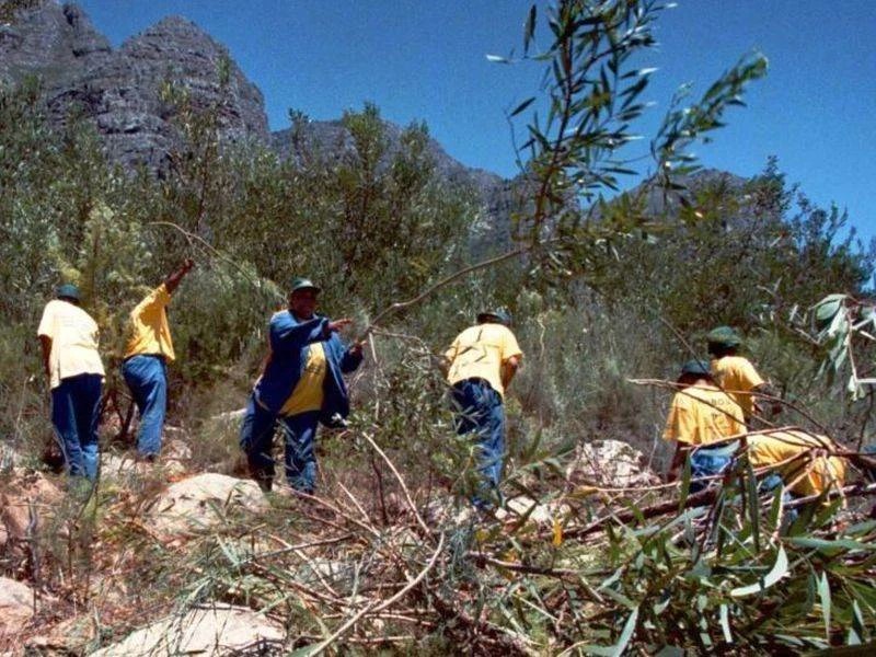 Alien Invasive Plants Clearing Project, Helderberg, City of Cape Town.